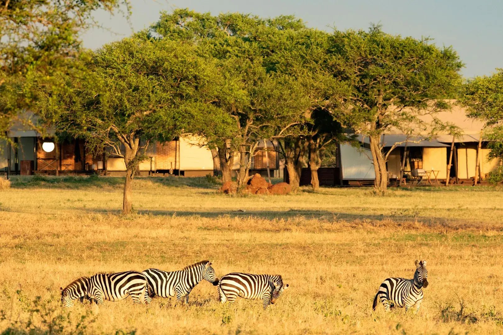 Zebras grasen in der Nähe einer Safari-Lodge.