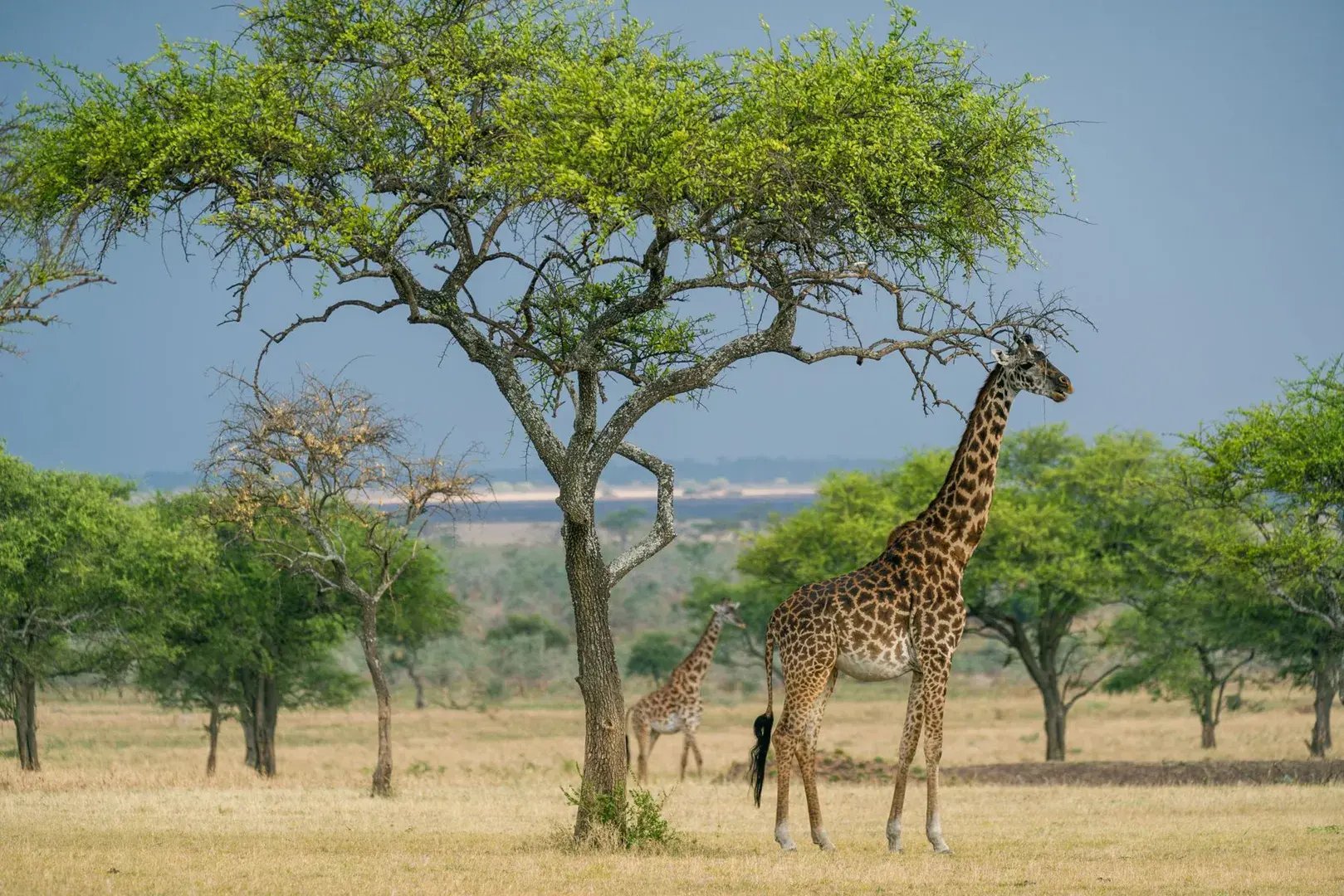 Giraffe steht unter einem Baum.