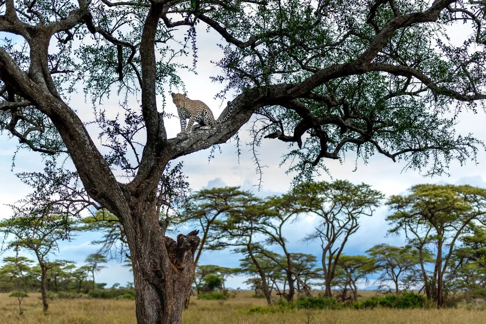 Leopard sitzt in einem Baum.