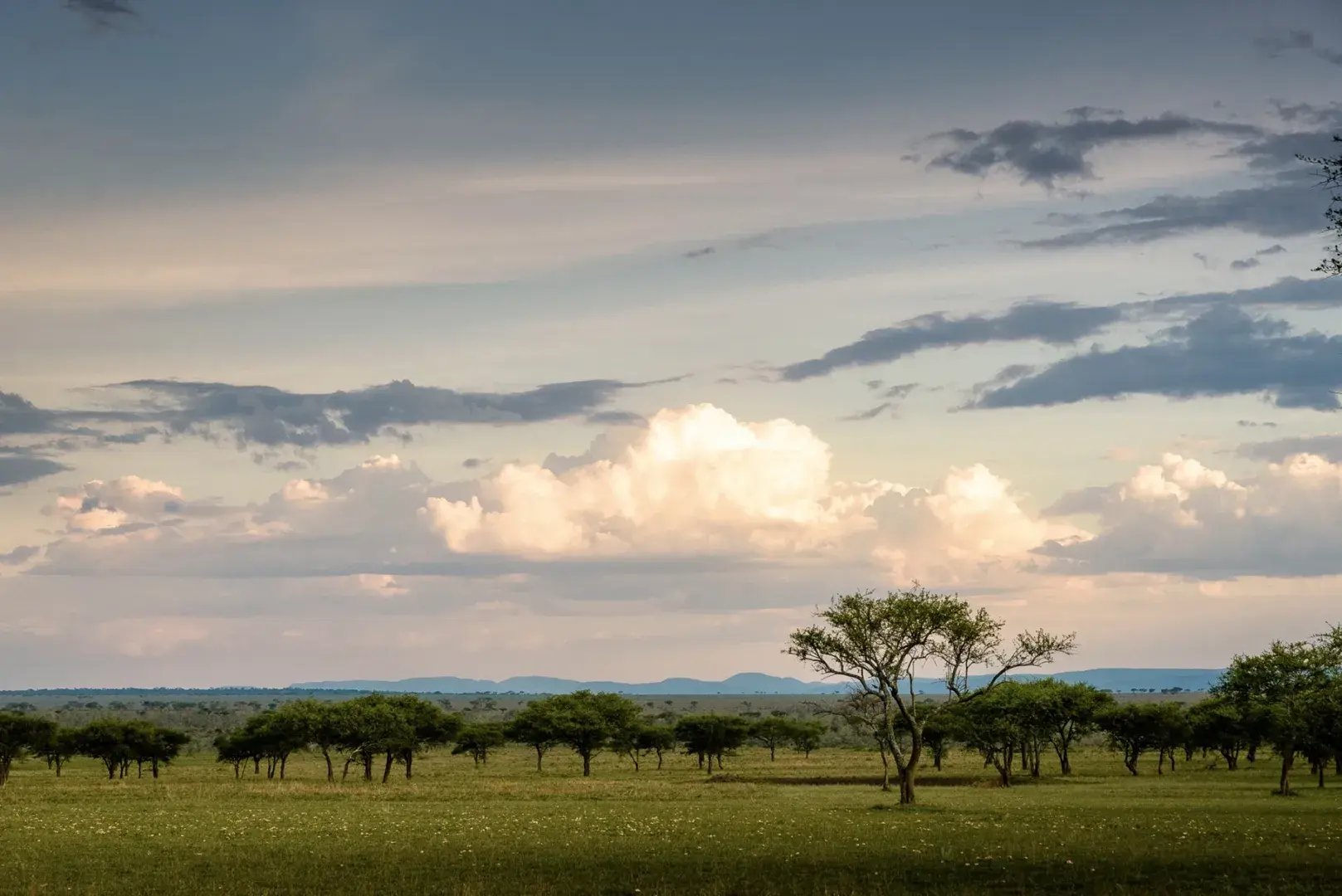 Serengeti mit Bäumen und saftiger Vegetation.