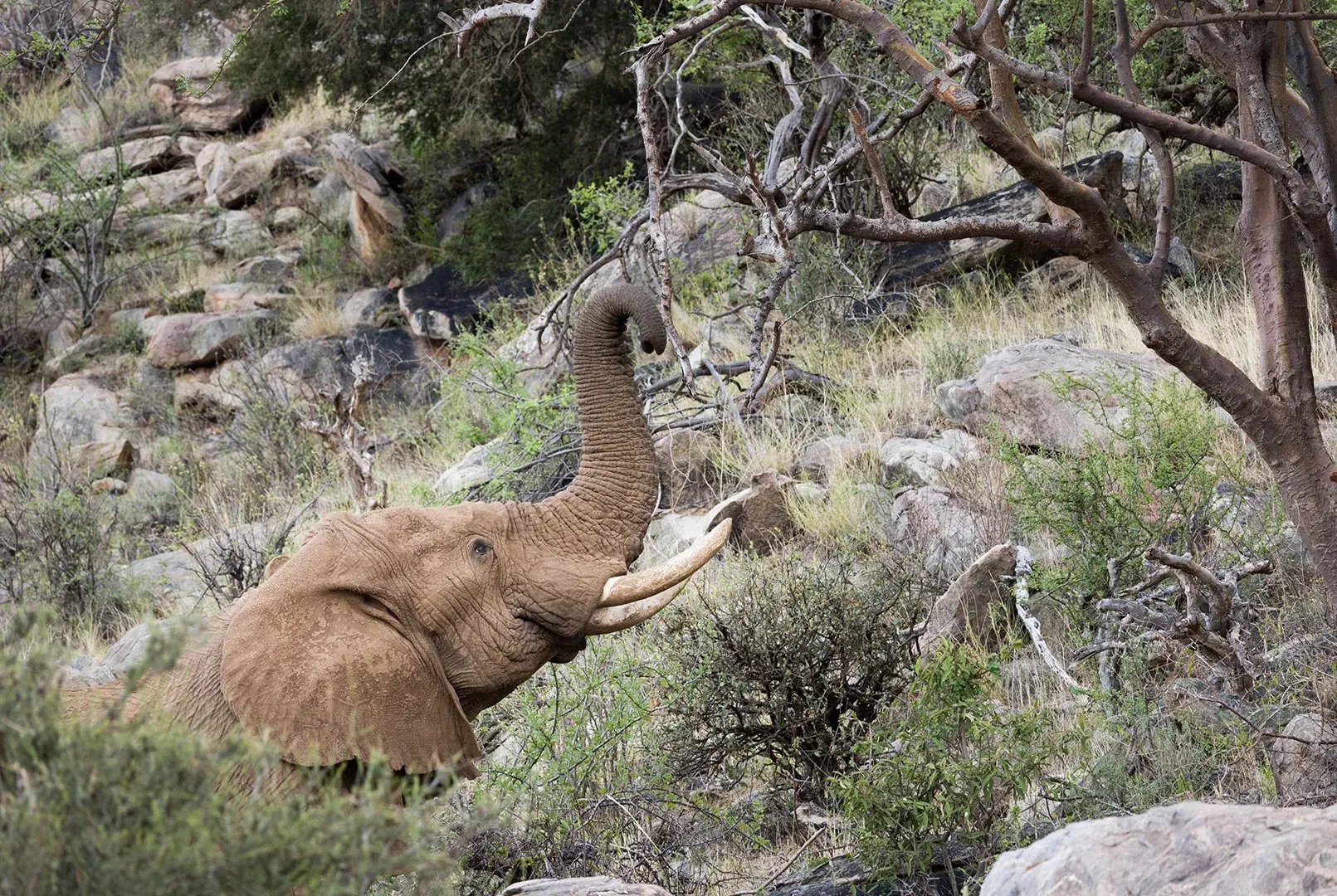 saruni samburu kenia afrika familienreise kinder the family project luxus elefant wildlife big five