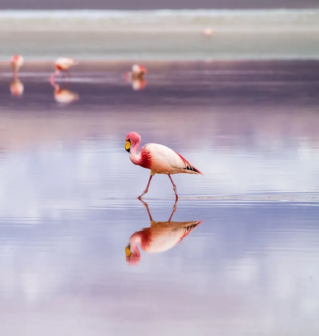 kisawa benguerra island mosambik afrika luxusreise familienreise kinder the family project familienurlaub wildlife flamingo