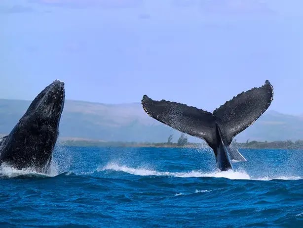 Beim Whalewhatching werden die Fluke und der Kopf von Buckelwalen gesichtet.