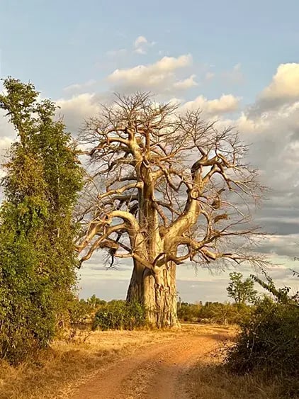 time-and-tide-chinzombo-south-luangwa-sambia-the-family-project-kinder-privatbilder-safari-baum