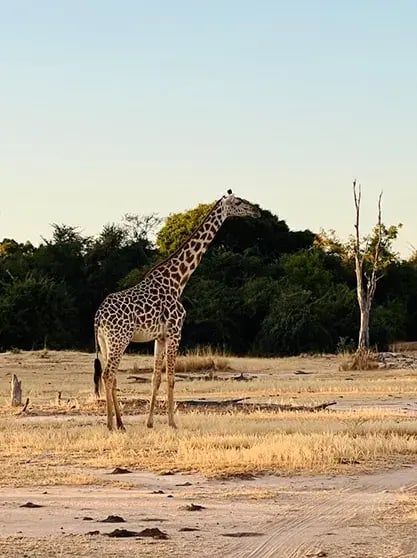 time-and-tide-chinzombo-south-luangwa-sambia-the-family-project-kinder-privatbilder-safari-giraffe