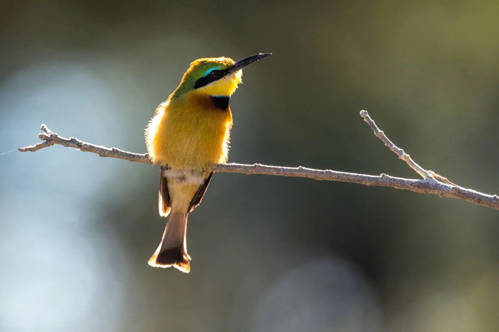 Vogel in Nahaufnahme sitzt auf einem Zweig.