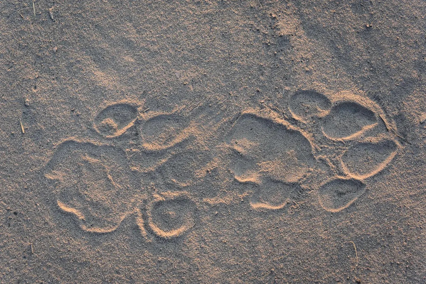 Abbildung von Tierspuren im Sand