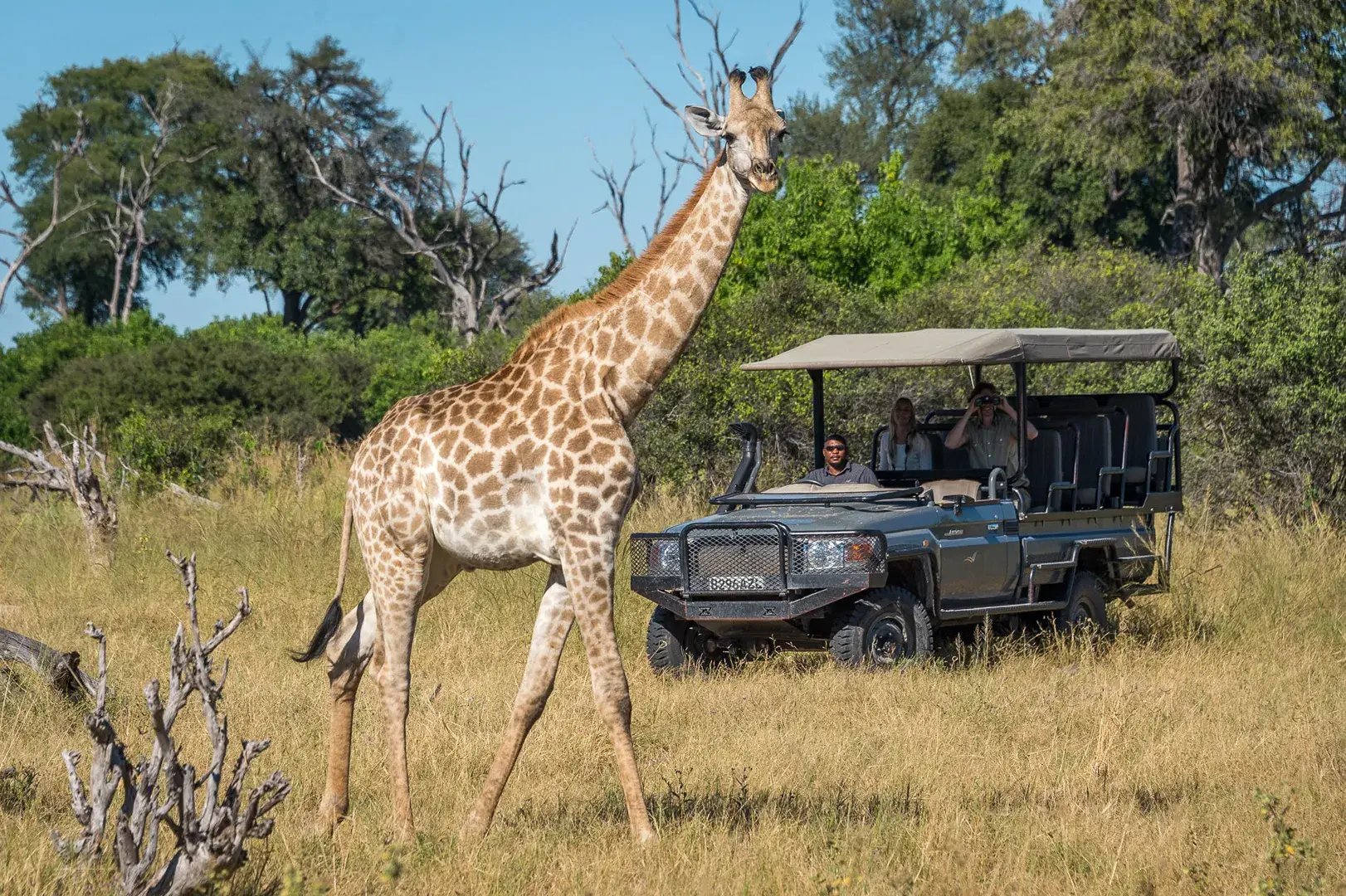 Safarigäste beobachten eine Giraffe.