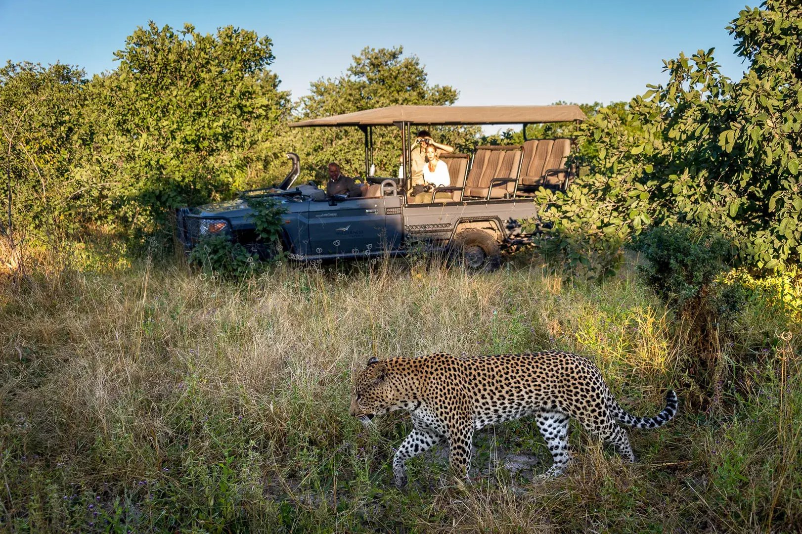 Ein Leopard läuft an einem Safarifahrzeug vorbei