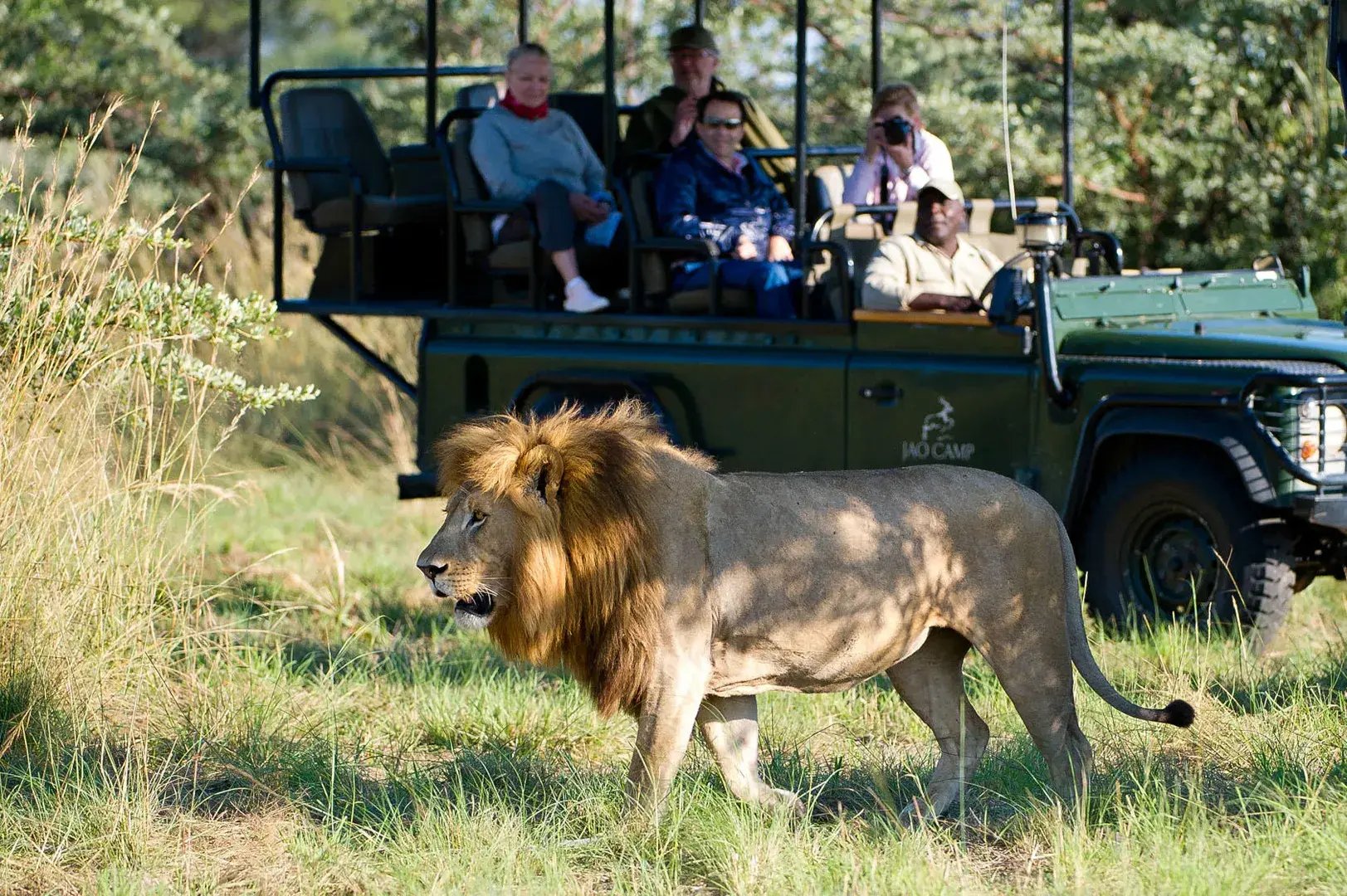 2-jao-camp-okavango-botswana-familienreise-kinder-the-family-project-luxus-safari-wildlife-loewe-game-drive-natur-big-five