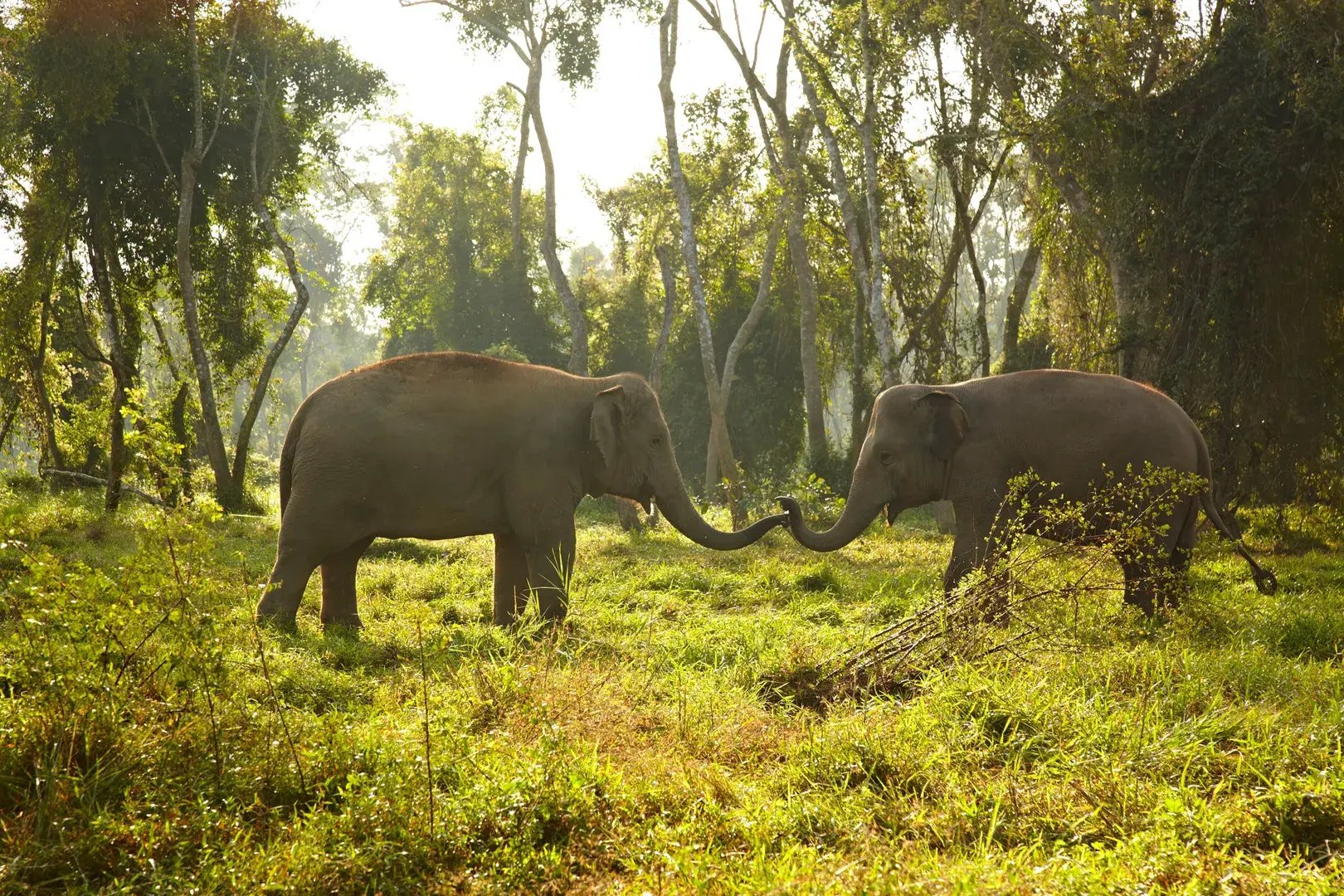 asien thailand elephantcamp the family project safari urlaub familie luxus kinder natur authentisch