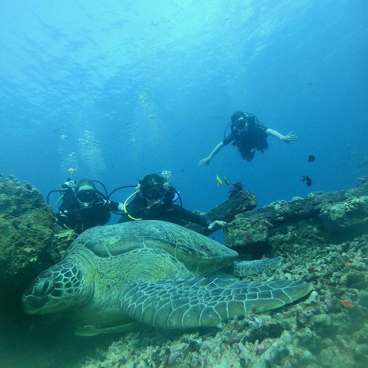 The Lombok Lodge Hotel Familienluxusreisen TheFamilyProject Schildkröte