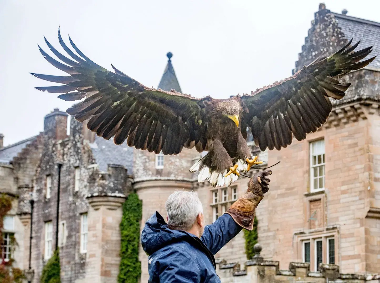 Adler landet auf der Hand eines Falkners.