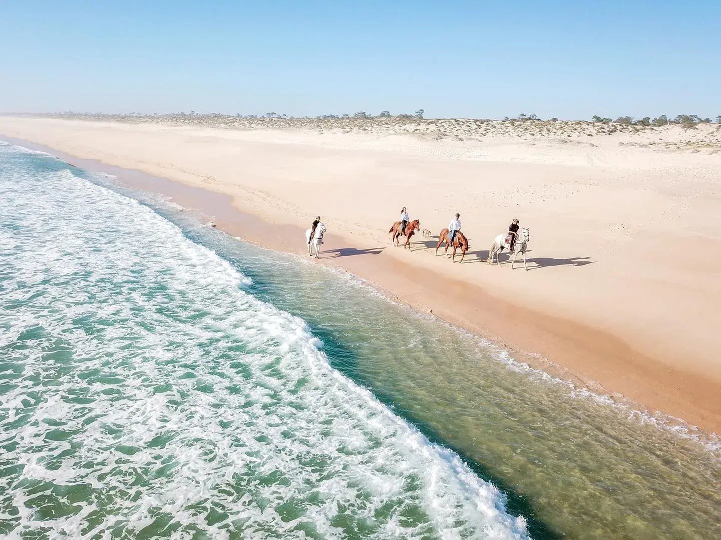 Pferde am Strand