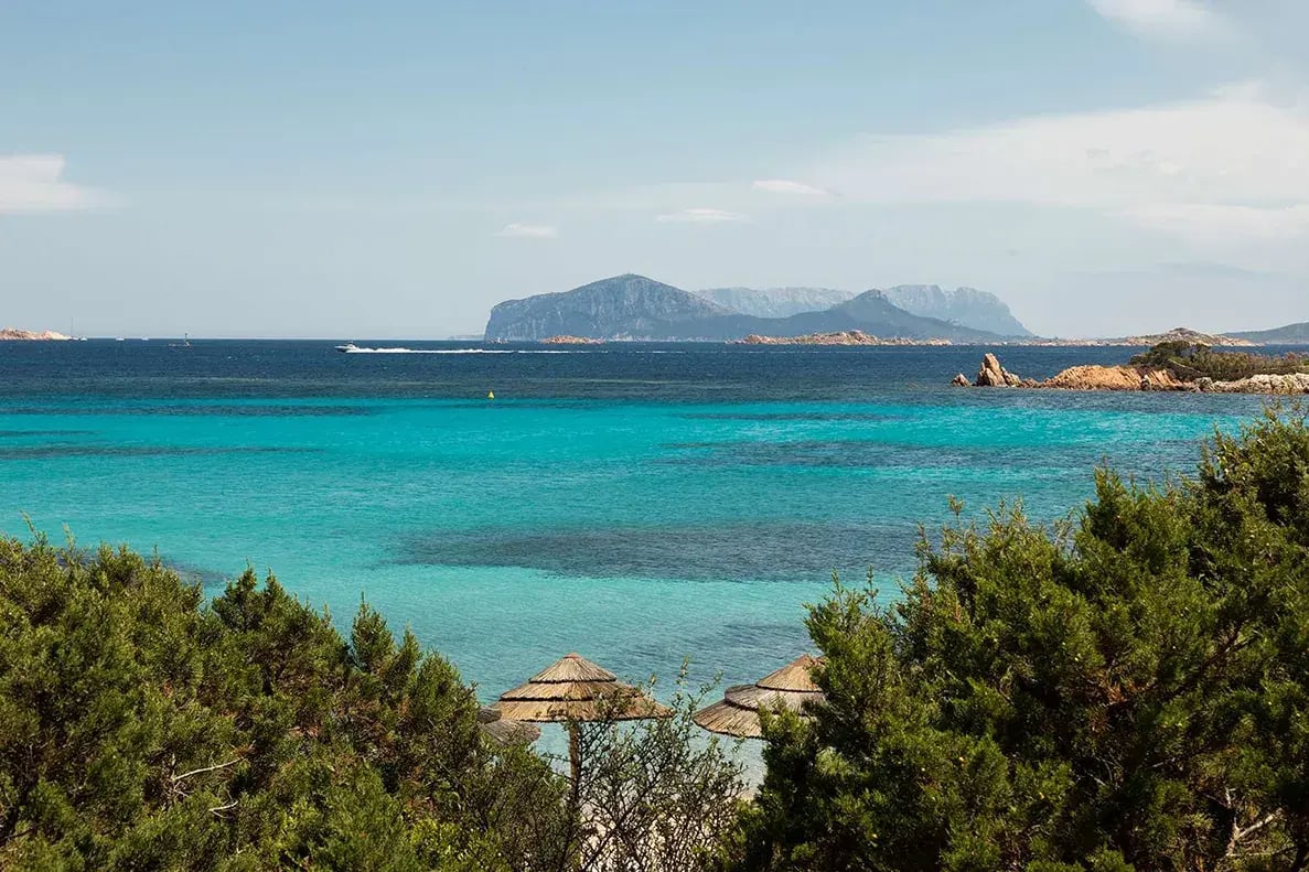 Blick über grüne Büsche auf das blaue Meer.