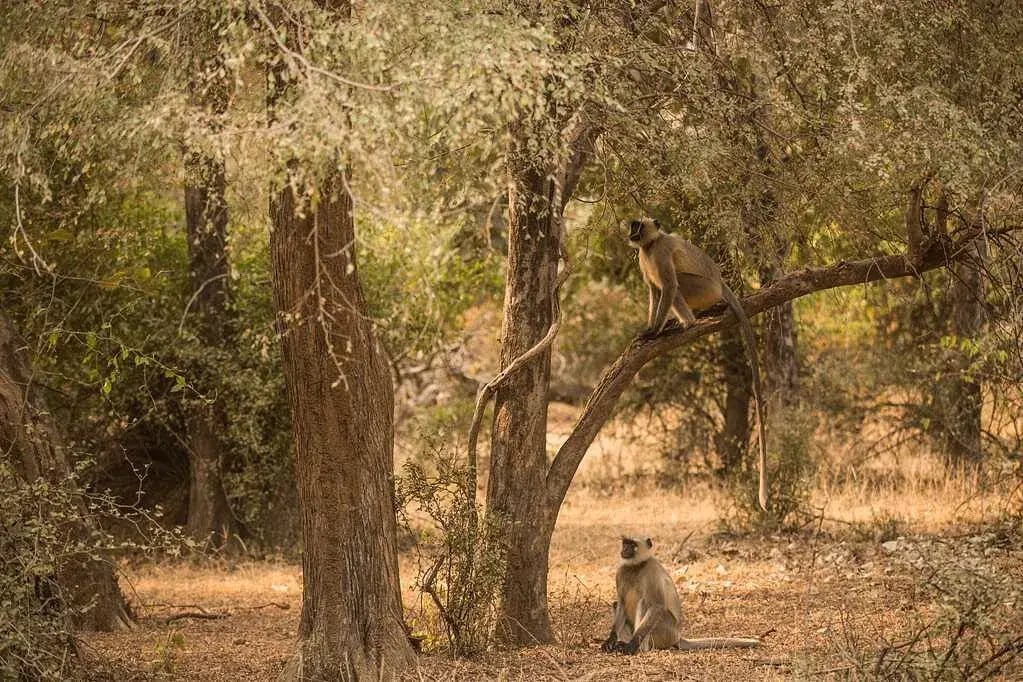 aman i kas ranthambore national park indien indischer subkontinent natur tiere the family project familie luxus reisen kinder