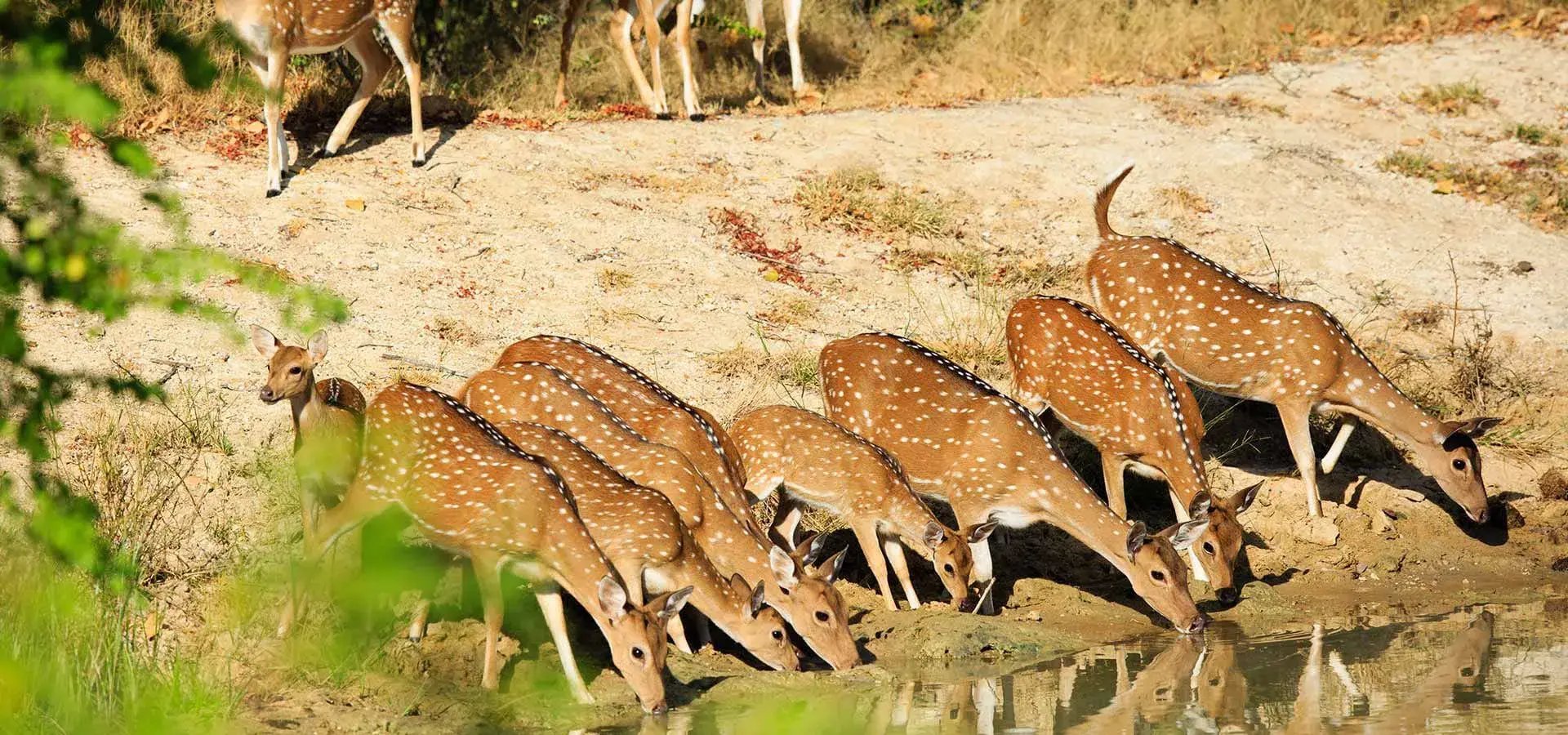 uga chena huts sri lanka indischer subkontinent yala national park natur rehe the family project familie luxus reisen kinder