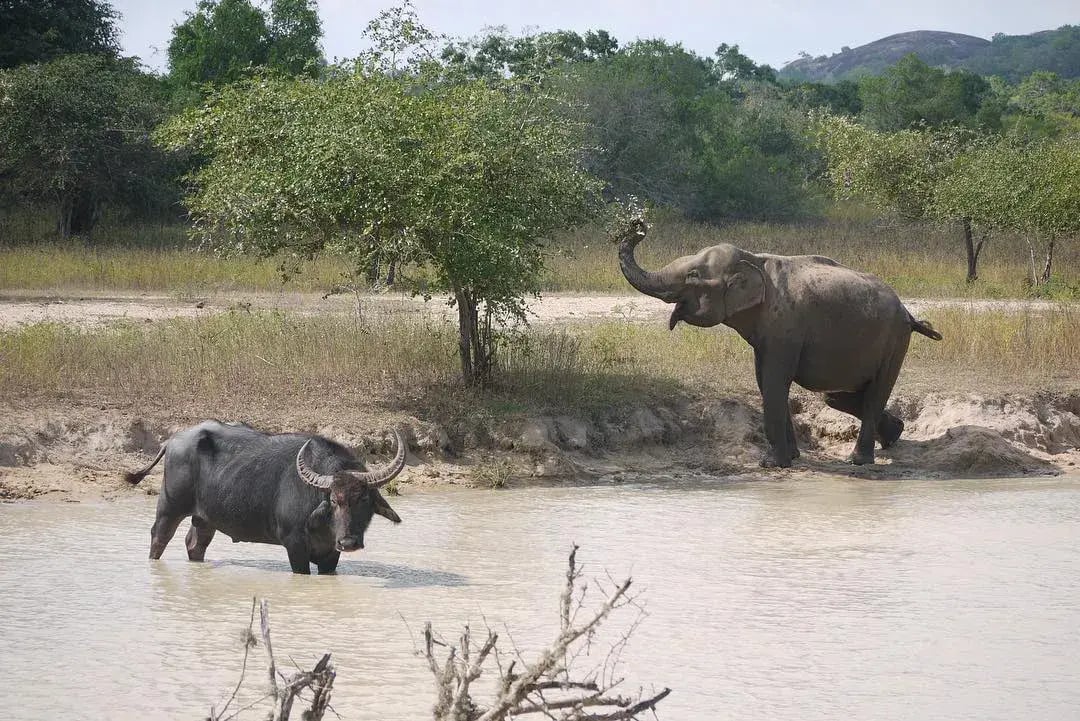 wild coast tented lodge sri lanka yala national park indischer subkontinent zimmer the family project luxus familie kinder reisen