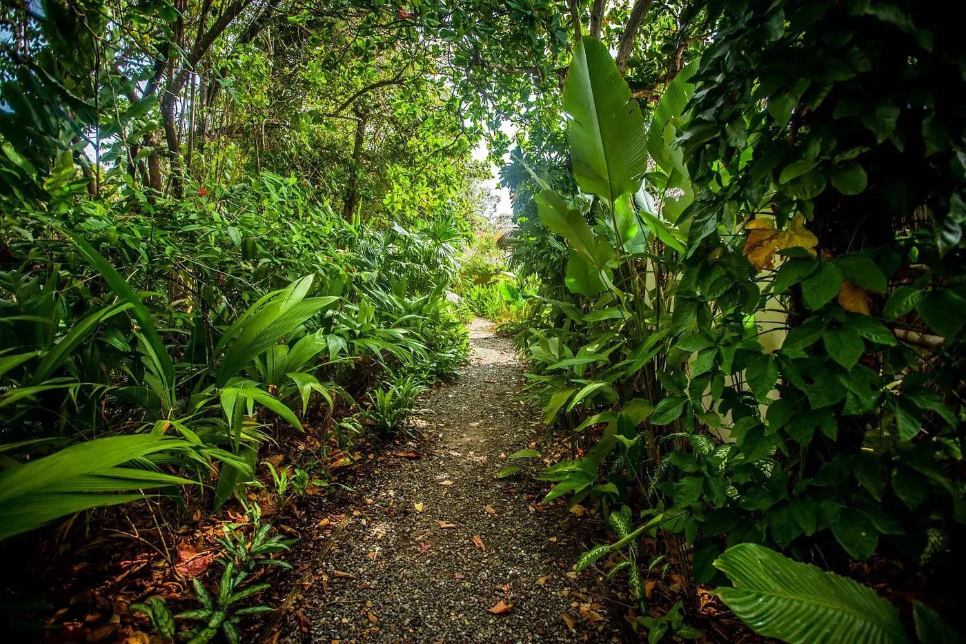 lapa rios lodge osa peninsula costa rica mittelamerika aktivitaten wandern the family project luxus familie kinder reisen