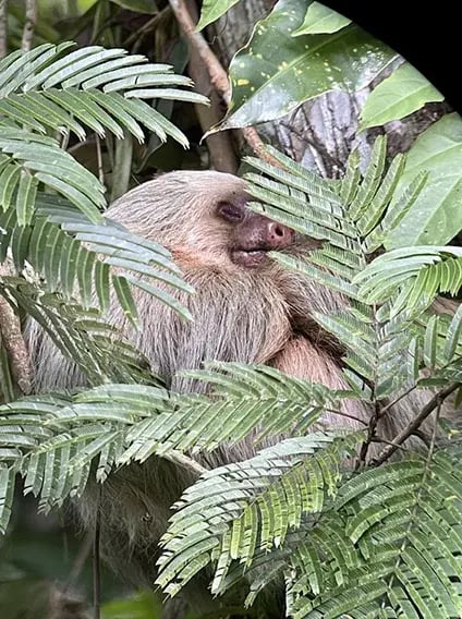 nayara tented camp arenal costa rica mittelamerika ubersicht the family project privatbilder faultier2