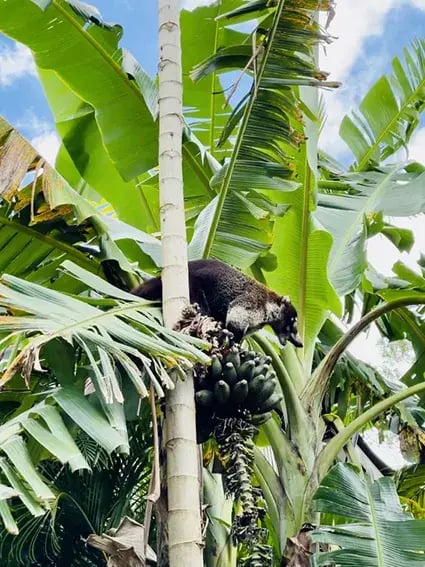 nayara tented camp arenal costa rica mittelamerika ubersicht the family project privatbilder wildniss