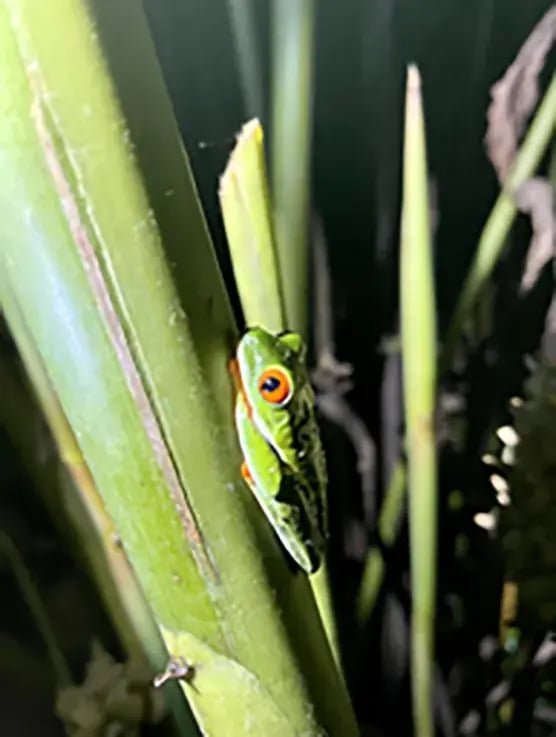 origins lodge costa rica mittelamerika aktivitaten kanu familienvergnugen the family project luxus privatbilder frosch