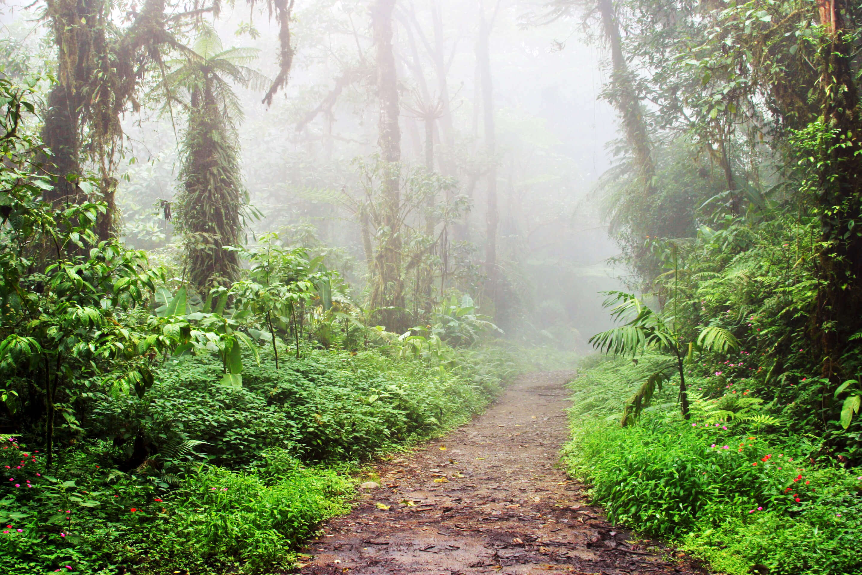 Senda Monteverde Hotel Spaziergang durch den Nebelwald