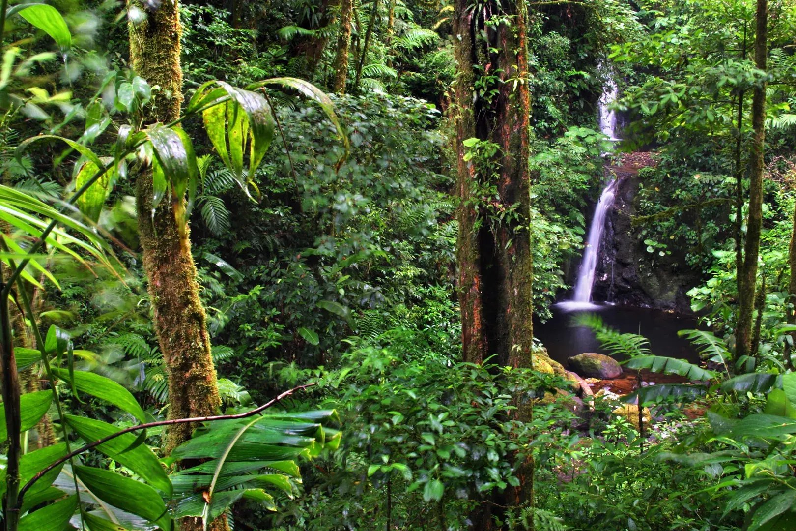 senda monteverde costa rica mittelamerika wald erlebnisse aktivitaten the family project luxus familie kinder reisen