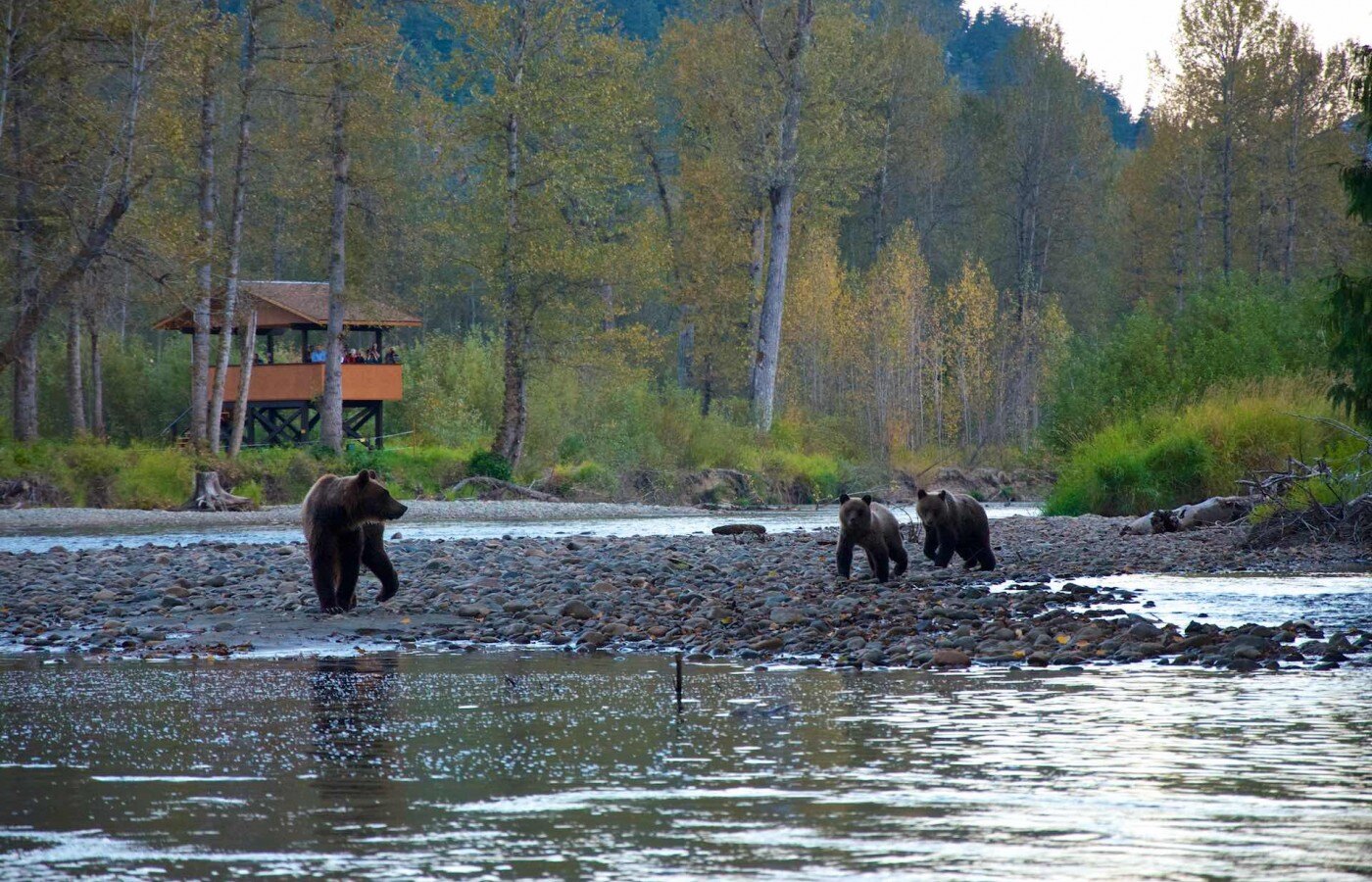 Tweedsmuir park lodge Bären im Fluss vor der Aussichtsplattform