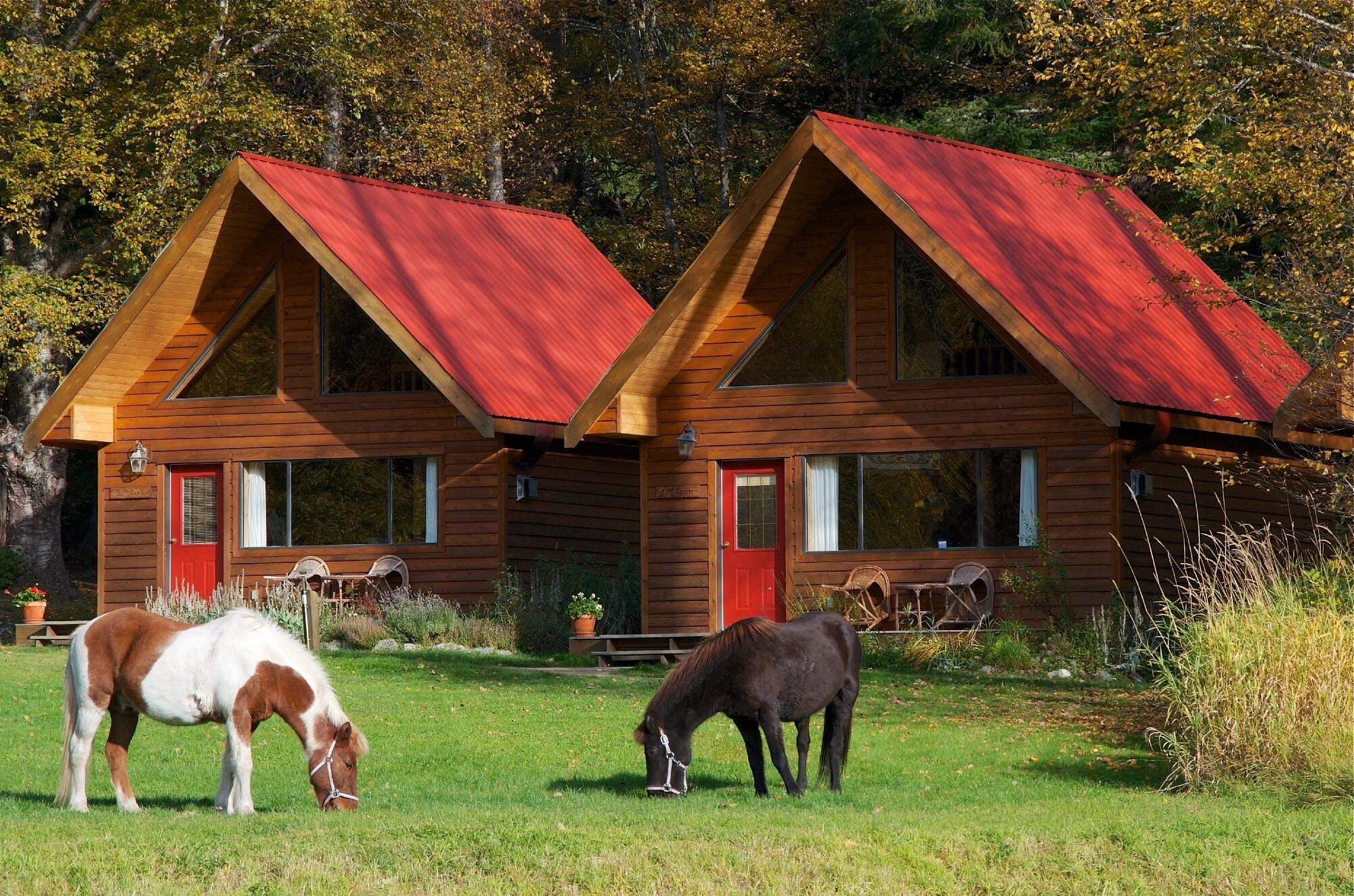 Tweedsmuir park lodge grasende Pferde vor der Unterkunft