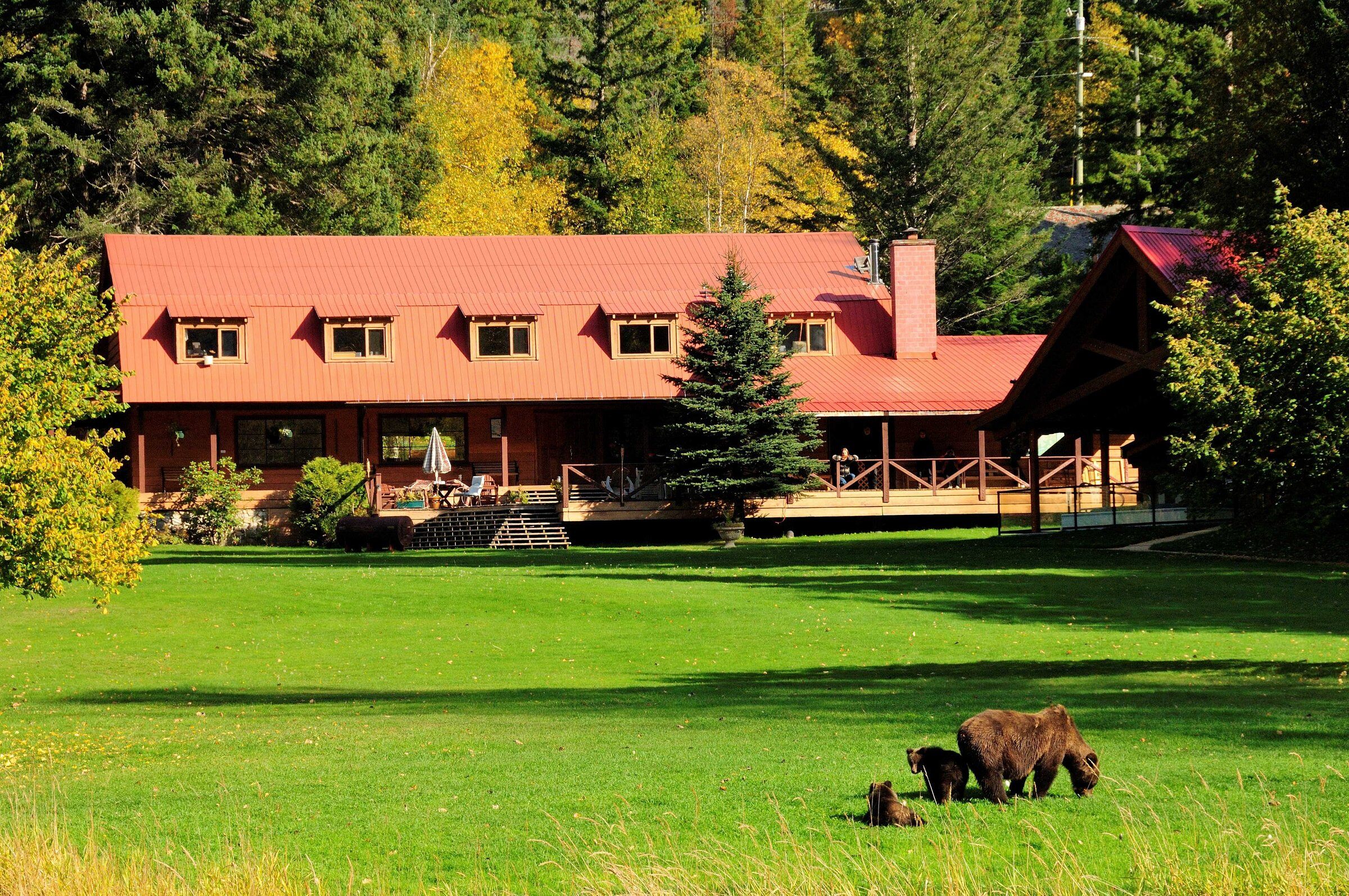 Tweedsmuir Park Lodge mit Bärenfamilie