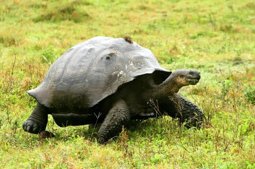 pikaia lodge galapagos inseln ecuaduor sudamerika riesenschildkrote luxus urlaub kinder the family project