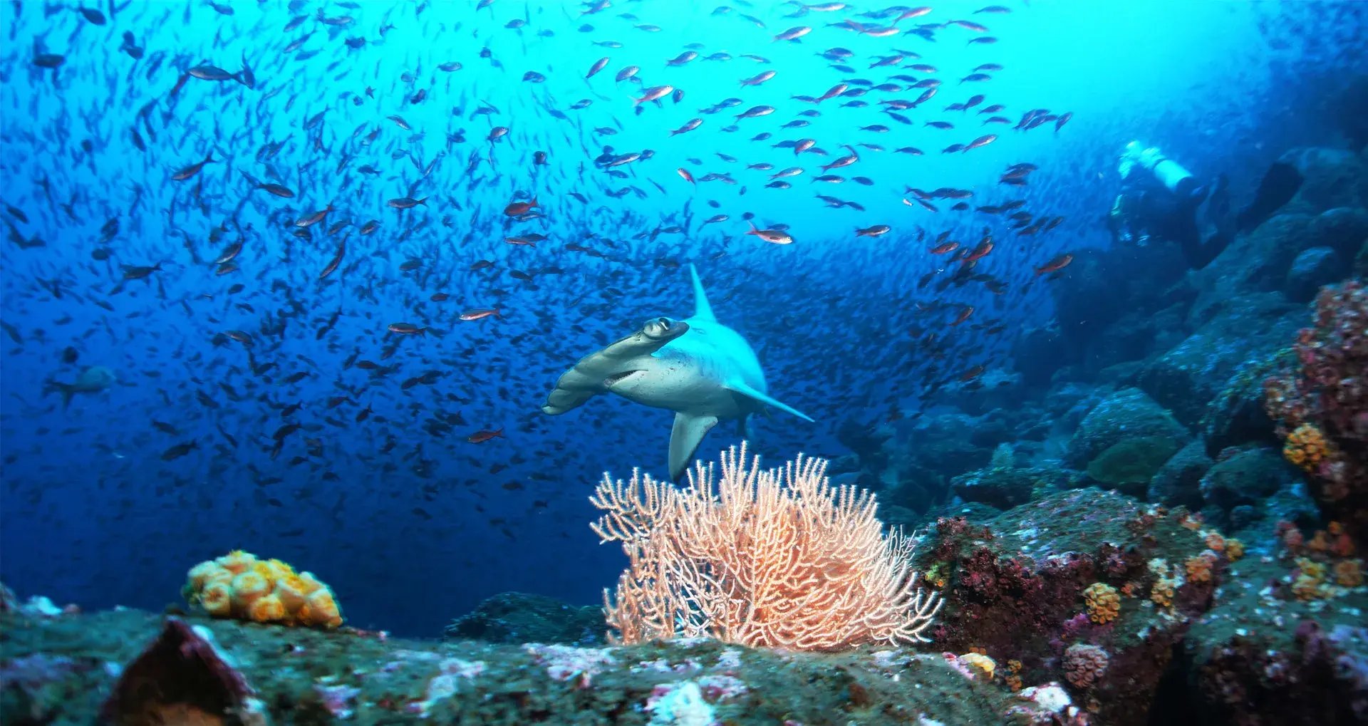 pikaia lodge galapagos inseln ecuaduor sudamerika unterwasserwelt exklusiv luxus urlaub kinder the family project