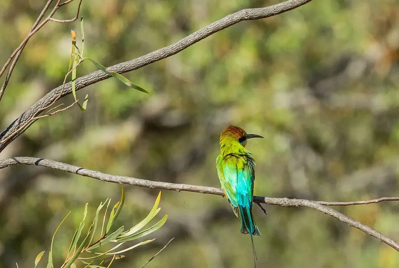 el questro homestead kimberley australien sudpazifik vogelbeobachtung natur luxus urlaub kinder the family project