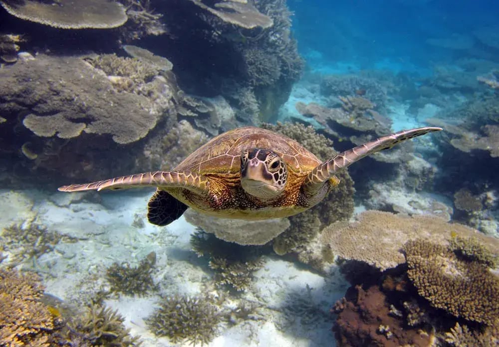 sal salis ningaloo reef exmouth australien sudpazifik sternenbeobachtung luxus urlaub kinder the family project