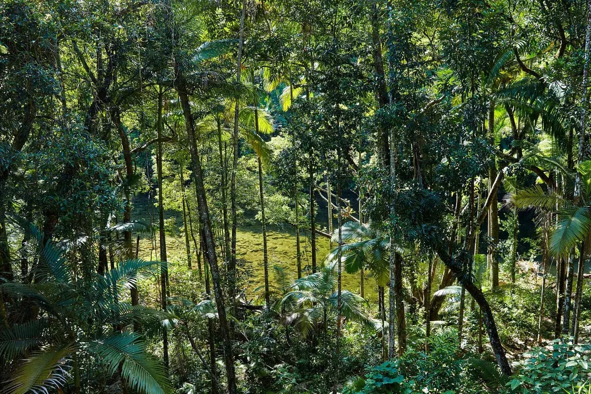 silky oaks lodge daintree rainforest regendwald australien sudpazifik natur luxus urlaub kinder the family project