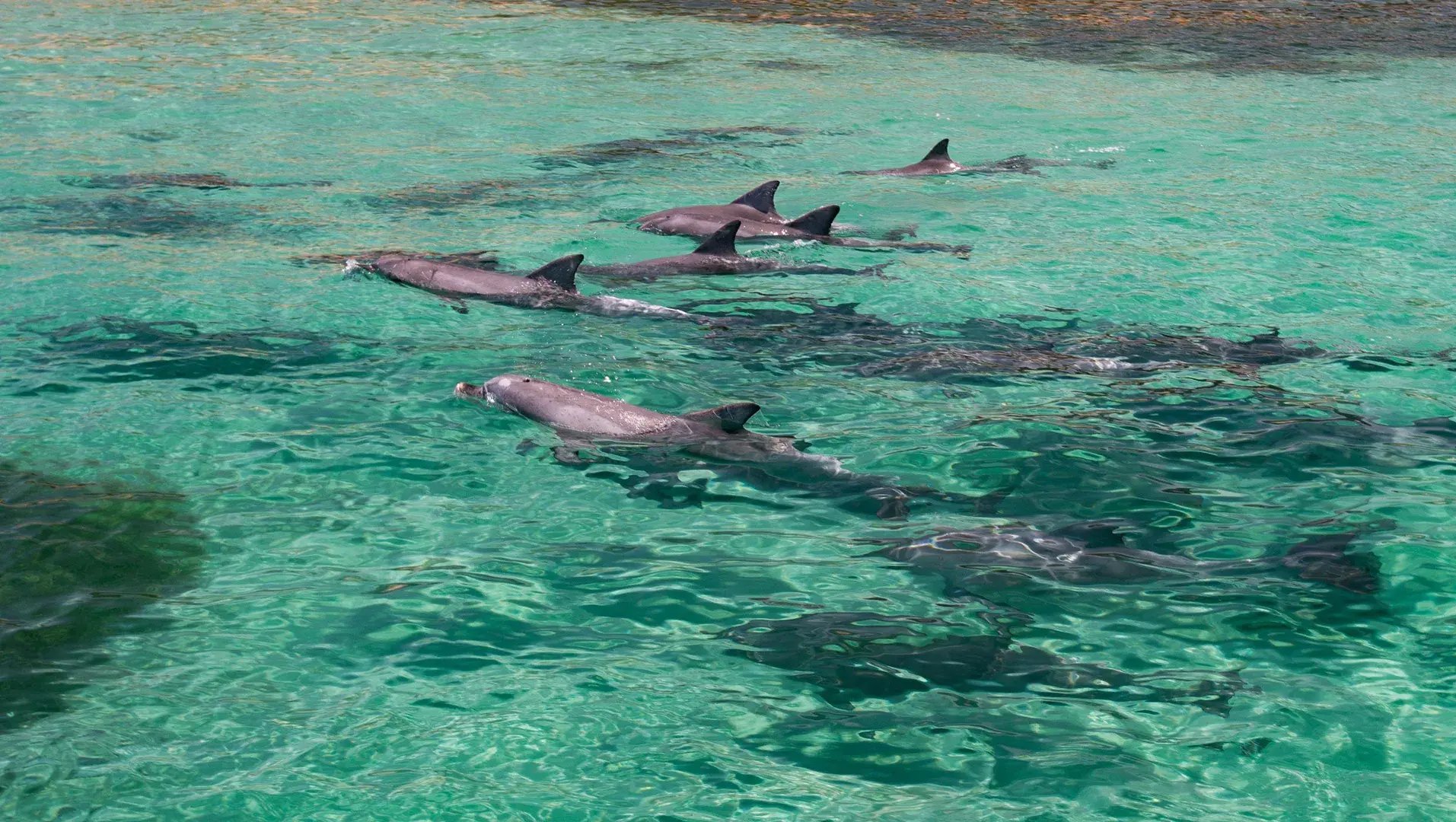 southern ocean lodge kangaroo island australien the family project luxus familie reisen marine tour 1