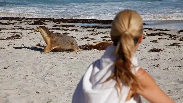 southern ocean lodge kangaroo island australien the family project luxus familie reisen seal bay min