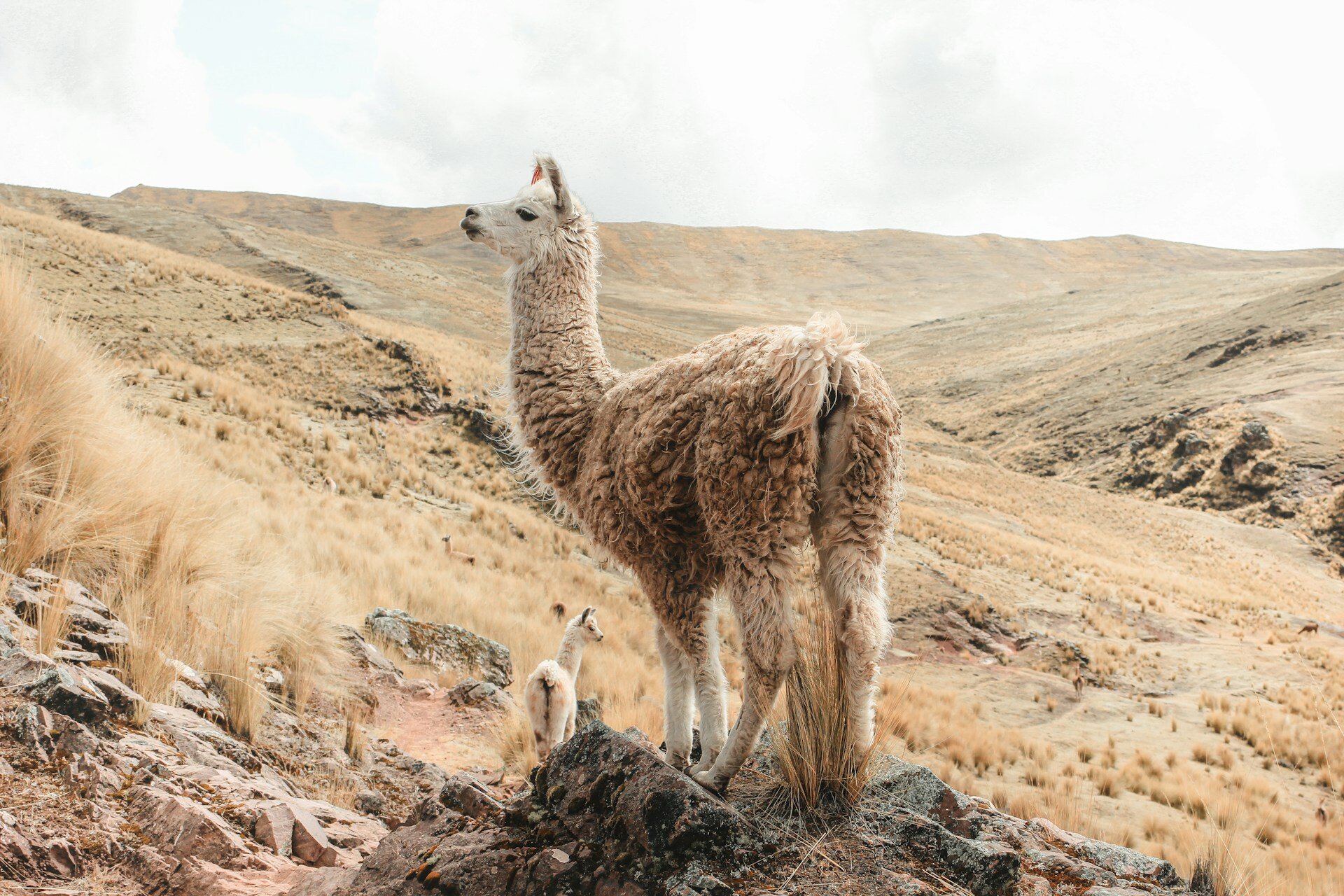 lama-in-cusco-the-family-project